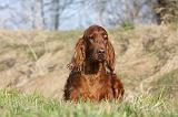 SETTER IRLANDAIS 204